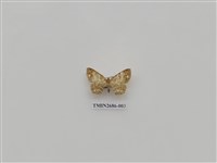 藏品(尺蛾231)的圖片